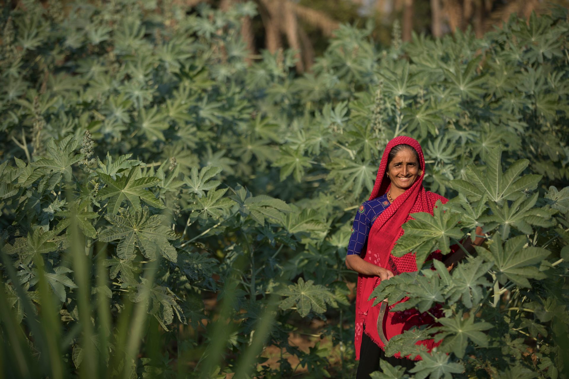 People in nature, Terrestrial plant, Agriculture, Grass, Evergreen, Shrub