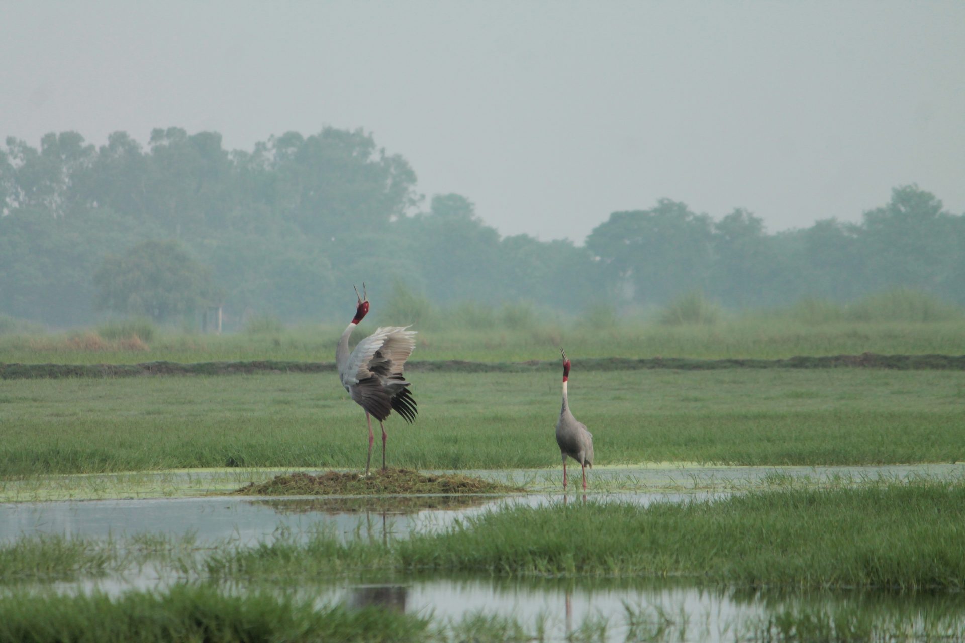 Natural landscape, Bird, Sky, Water, Tree, Beak, Plant