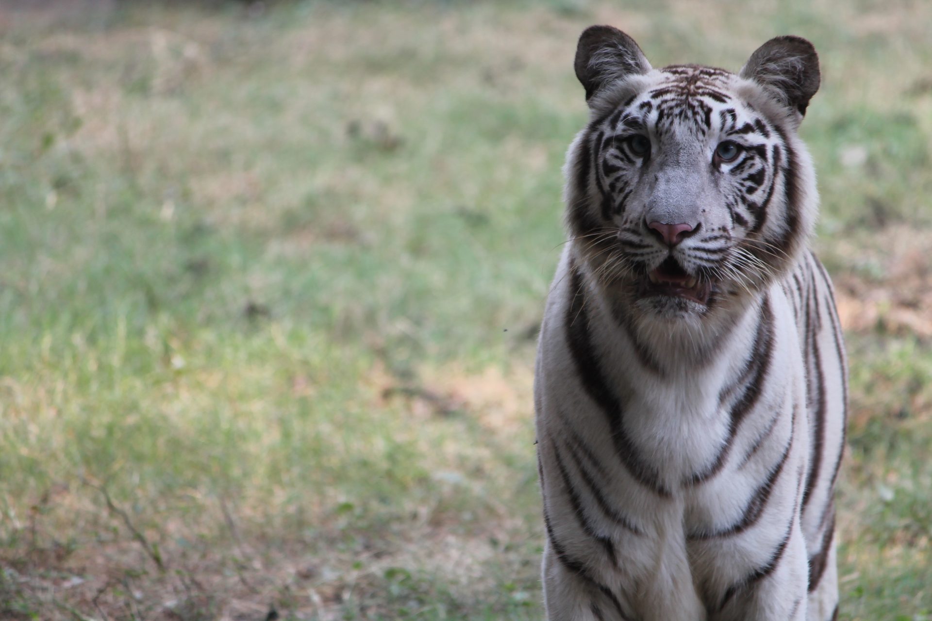 Bengal tiger, Hair, Head, Eye, Felidae, Carnivore, Plant, Whiskers