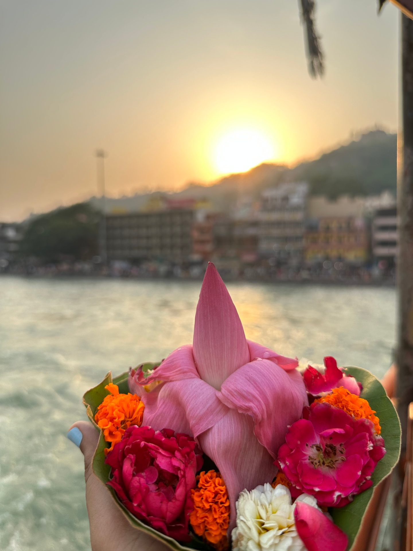 Body of water, Flower, Sky, Plant, Light, Petal, Sunlight, Lake, Morning