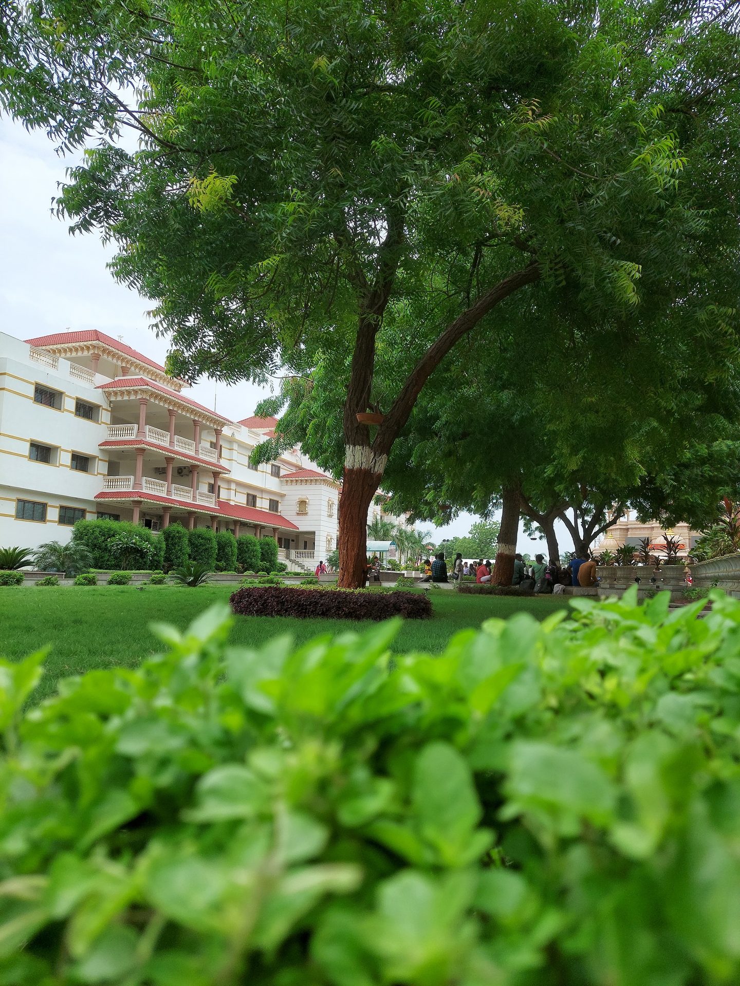 Road surface, Urban design, Woody plant, Leaf, Tree, Building, Window, Vegetation, Shade