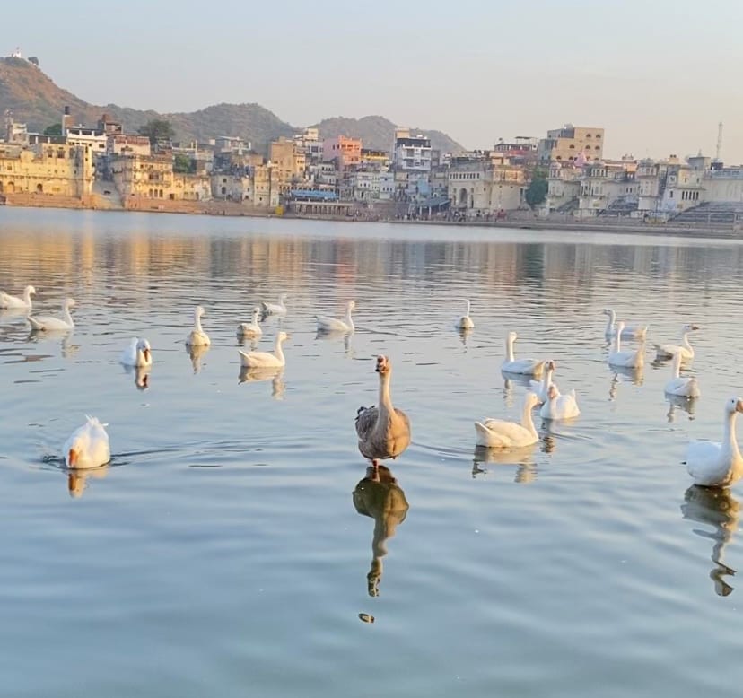 Water resources, Bird, Daytime, Sky, Vertebrate, Beak, Lake, Tree, Waterfowl