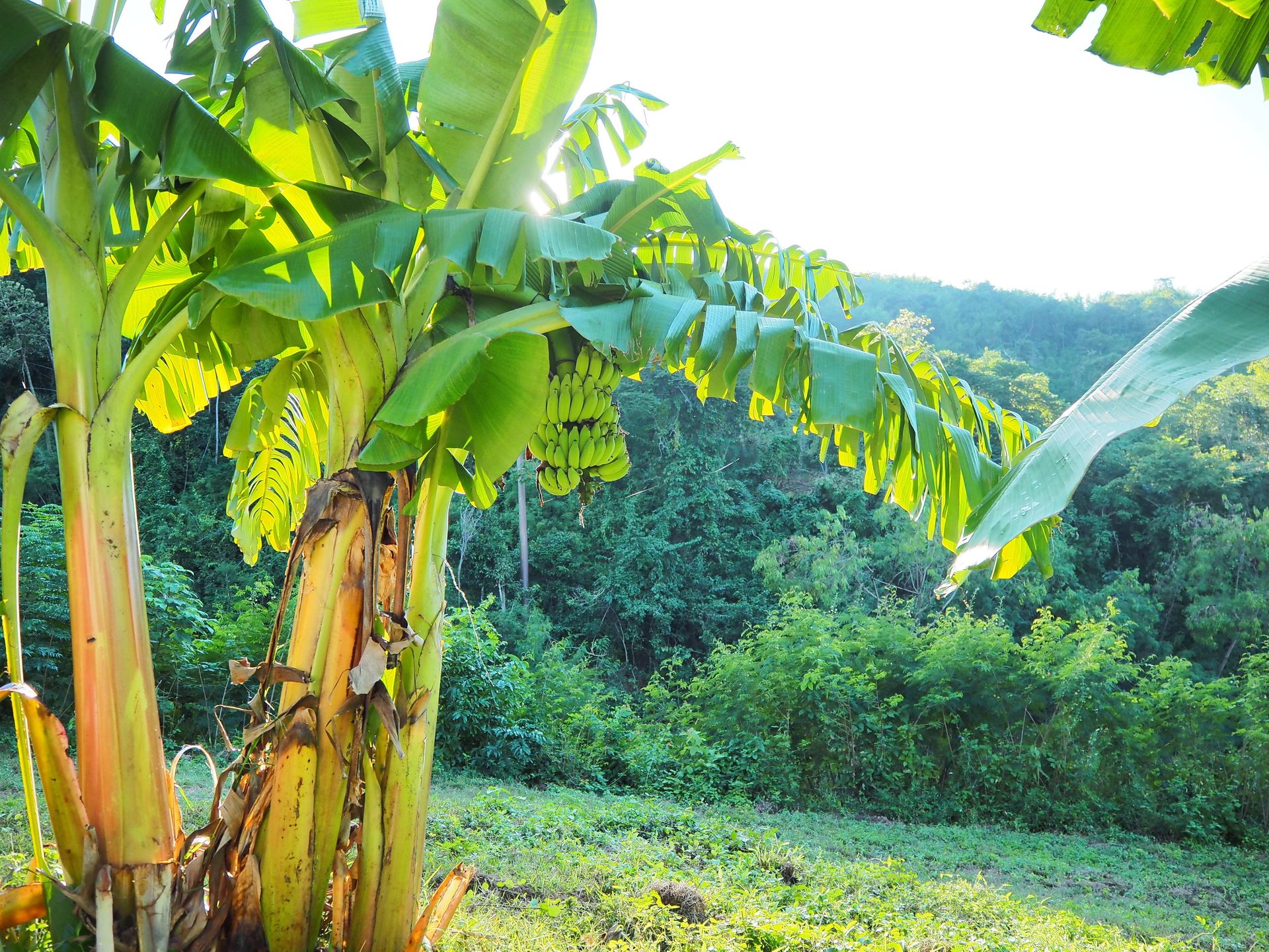 People in nature, Terrestrial plant, Banana leaf, Natural landscape, Sky, Botany, Tree, Vegetation