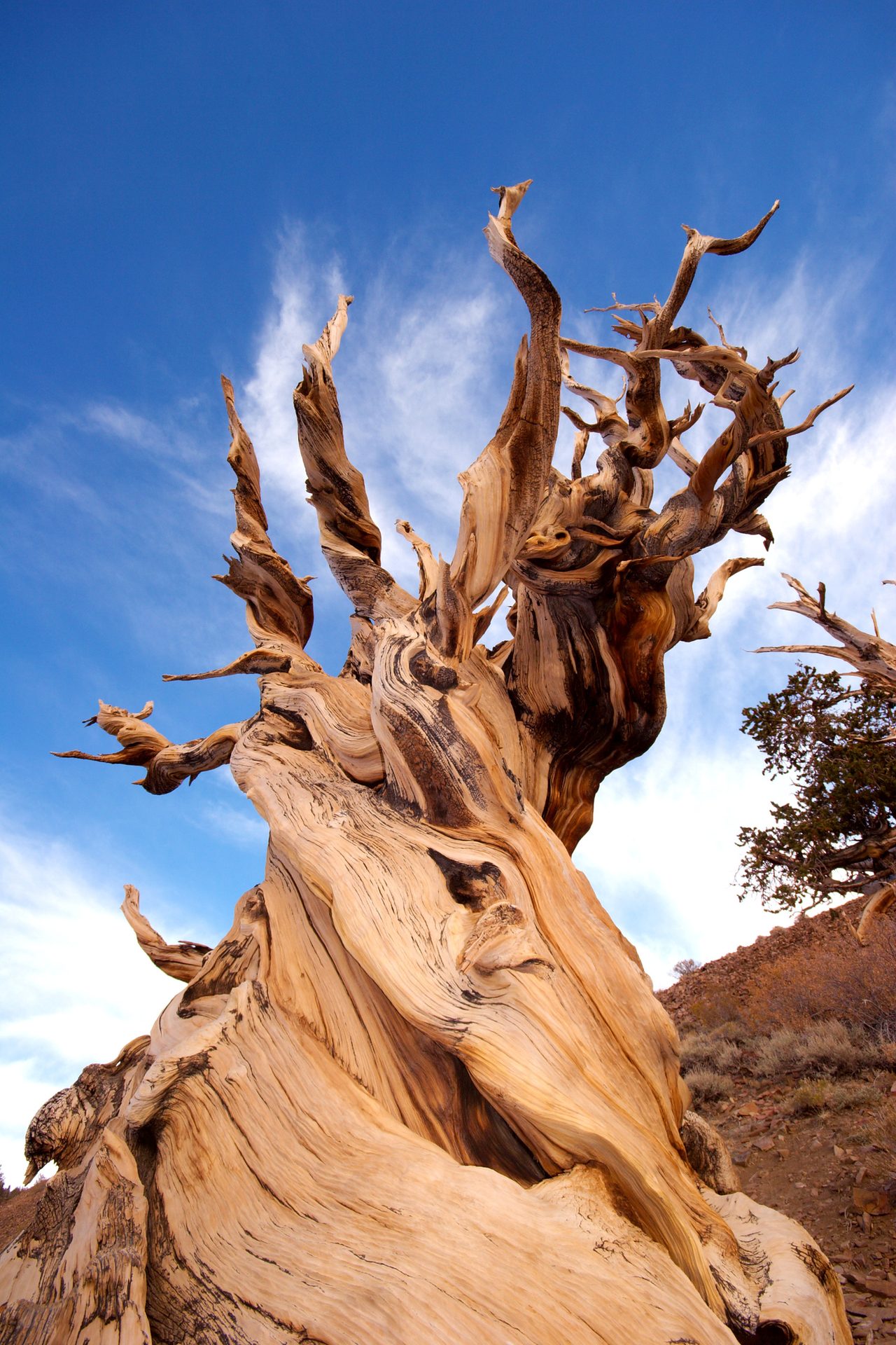 Natural landscape, Sky, Cloud, Wood, Trunk, Bedrock, Plant