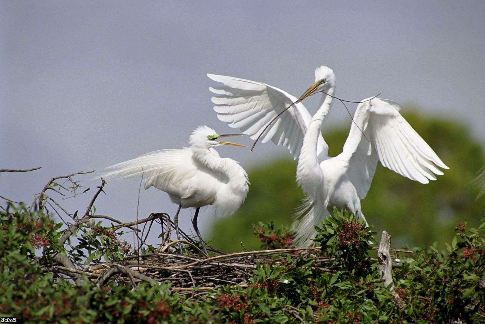 Bird, Sky, Beak