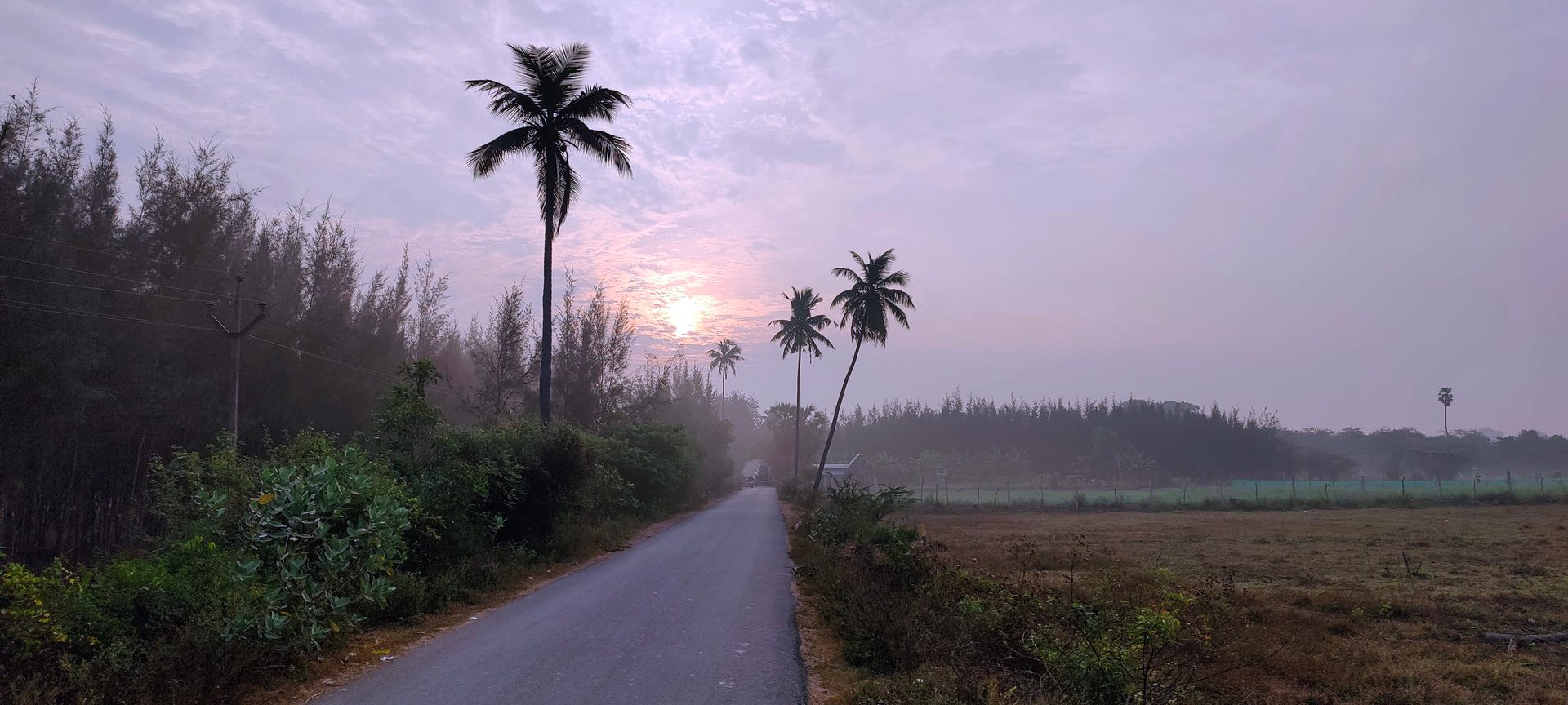 Natural landscape, Cloud, Plant, Sky, Nature, Tree, Dusk, Sunlight, Arecales, Vegetation