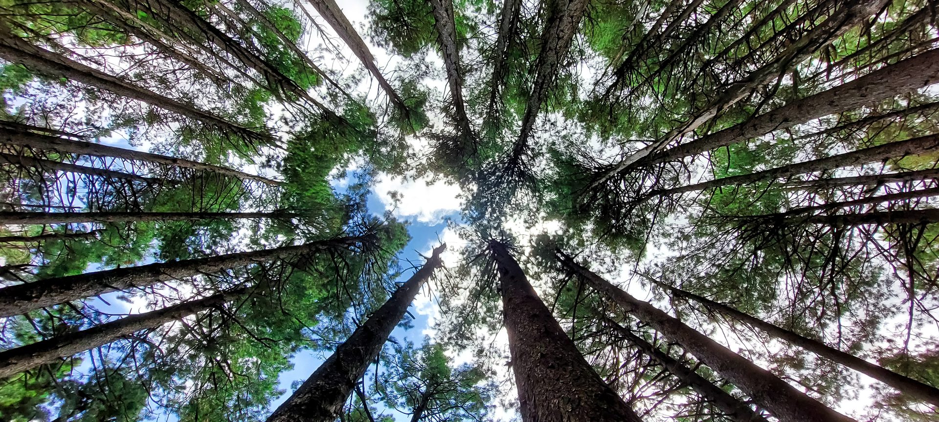 Natural environment, Terrestrial plant, Sky, Trunk, Branch, Tree, Wood, Vegetation, Sunlight