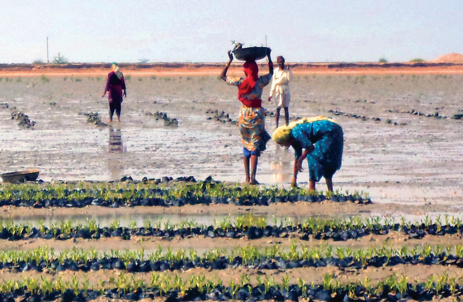 People in nature, Working animal, Sky, Agriculture