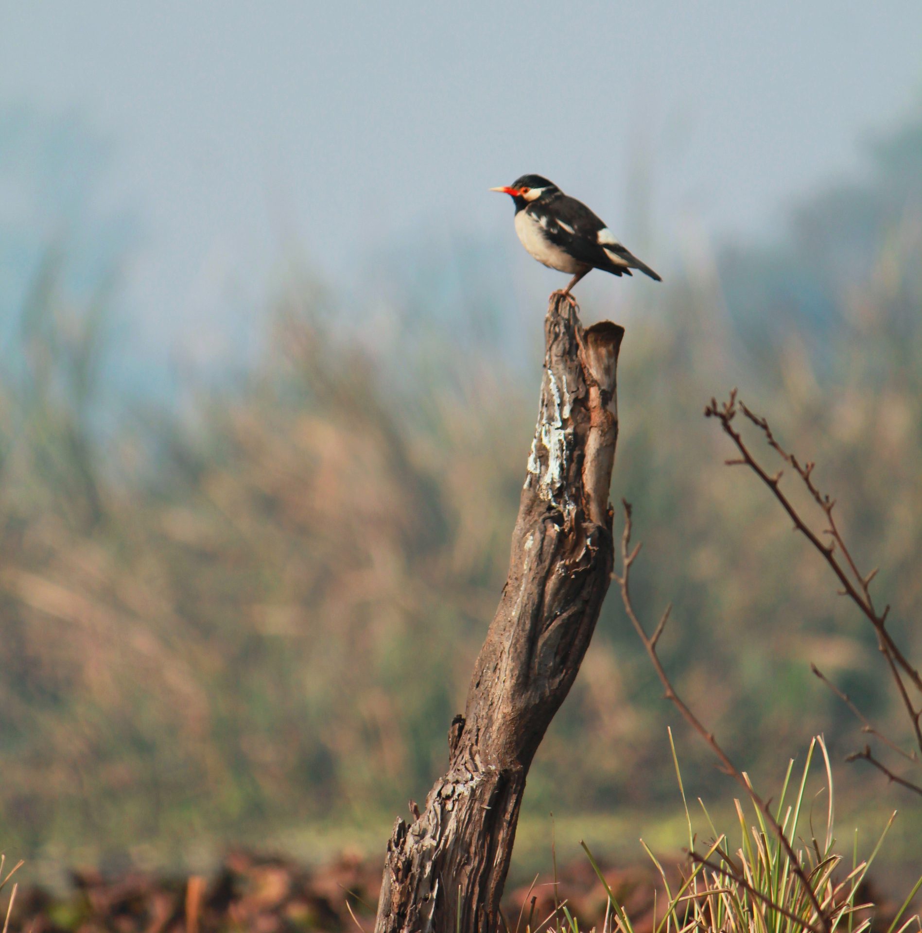 Bird, Sky, Twig, Wood, Beak, Feather