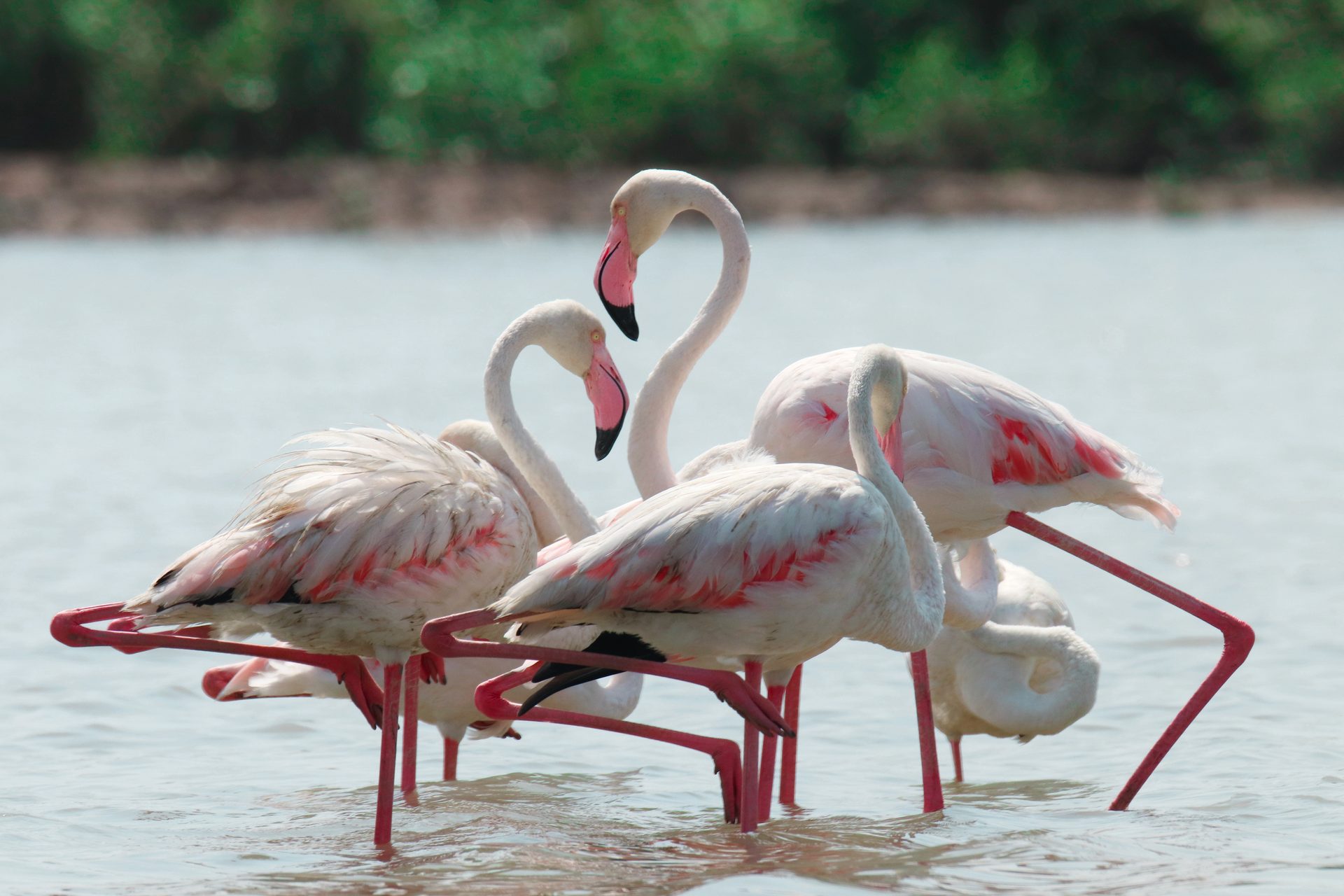 Water, Bird, Beak, Fluid, Lake, Waterfowl, Feather