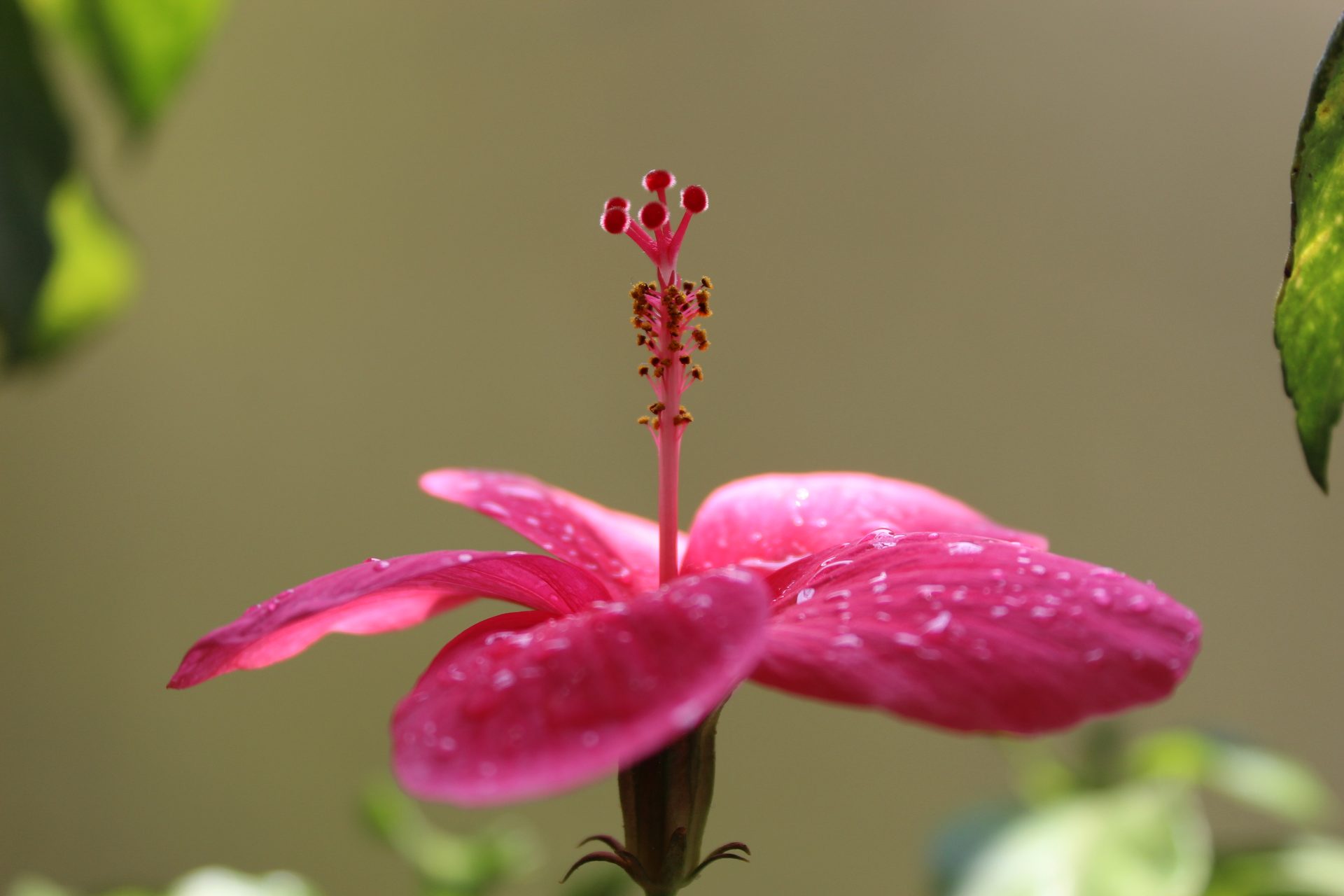 Terrestrial plant, Flower, Water, Petal