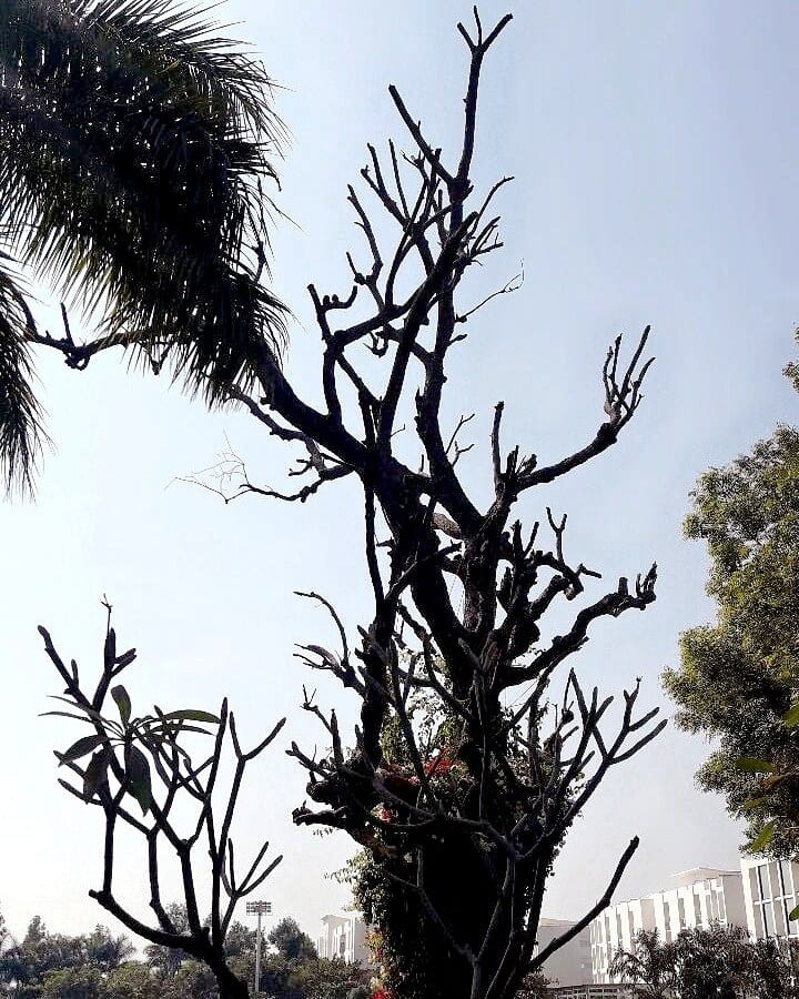 Natural landscape, Sky, Plant, Botany, Branch, Twig, Tree, Wood, Trunk, Vegetation