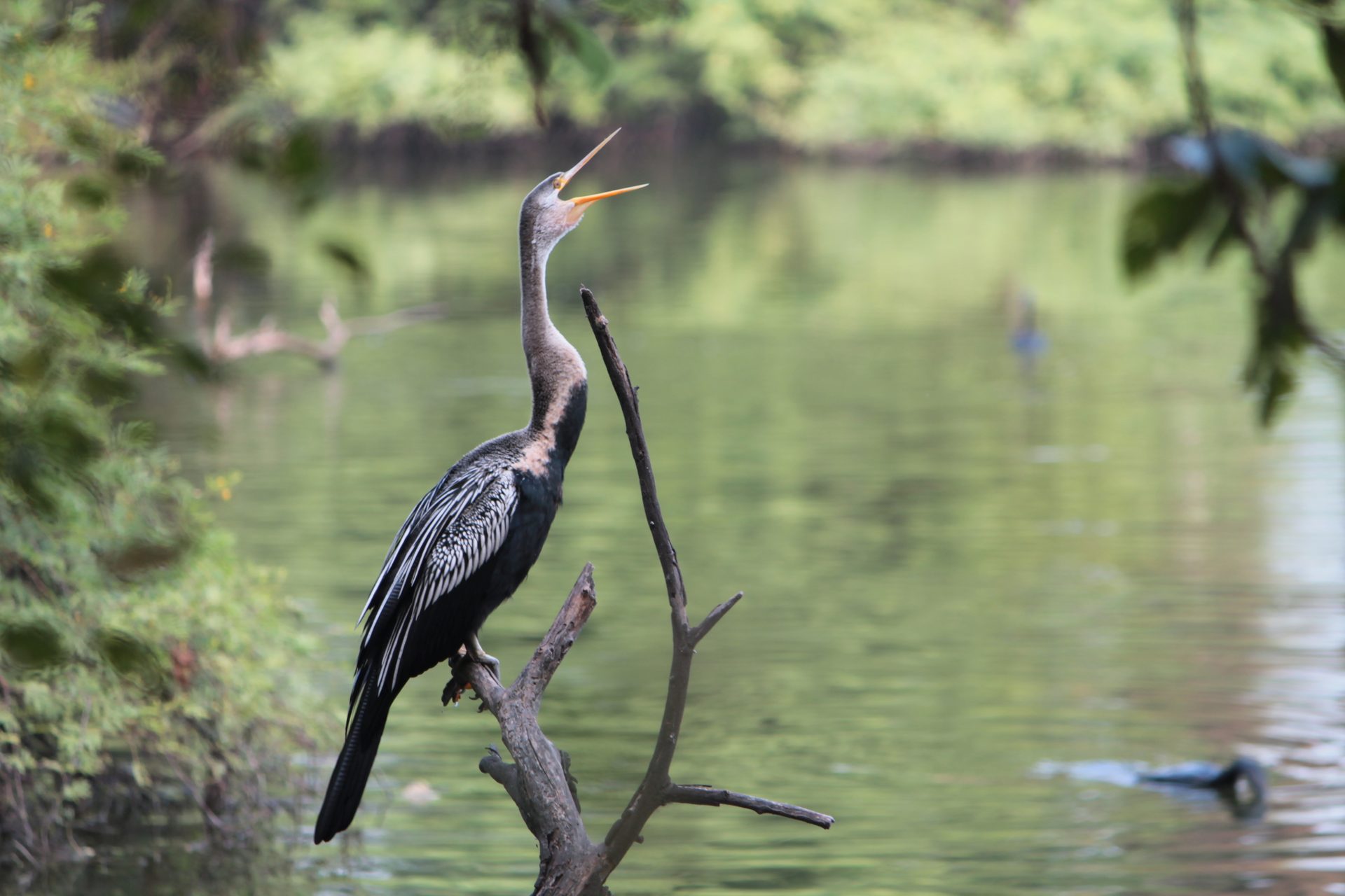 Water, Bird, Plant, Beak, Feather, Lake