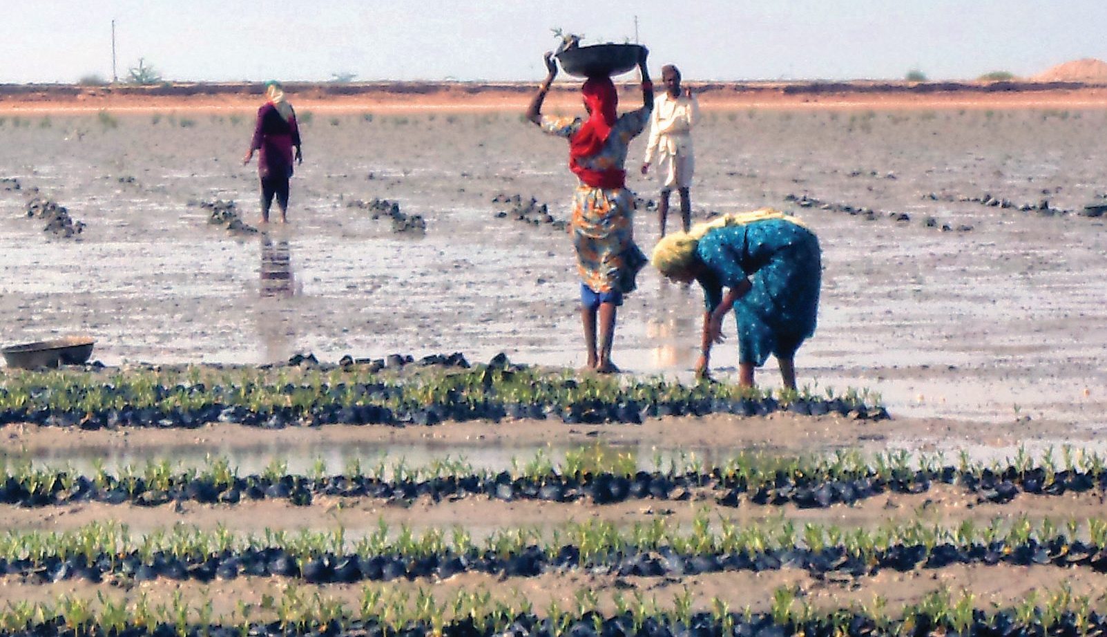 People in nature, Working animal, Sky, Mammal, Grass