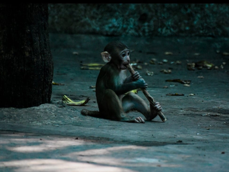 Flash photography, Organism