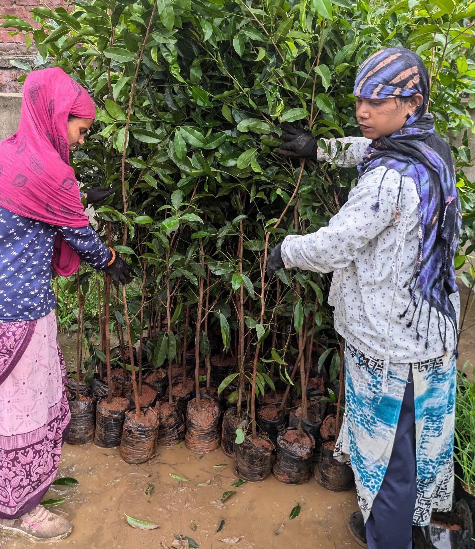 People in nature, Woody plant, Botany, Organism