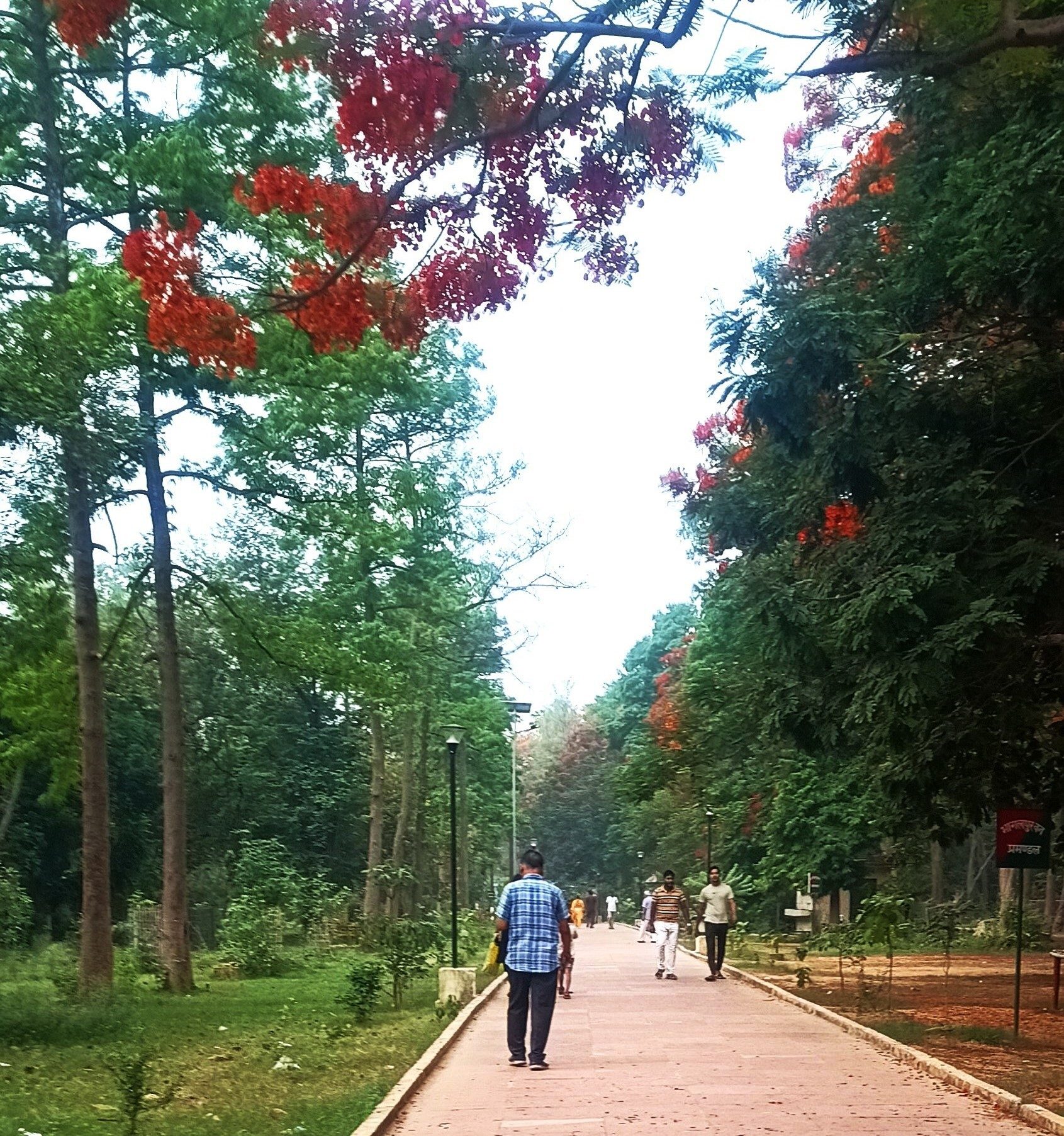 People in nature, Street light, Plant, Sky, Flower, Leaf, Botany, Infrastructure, Tree
