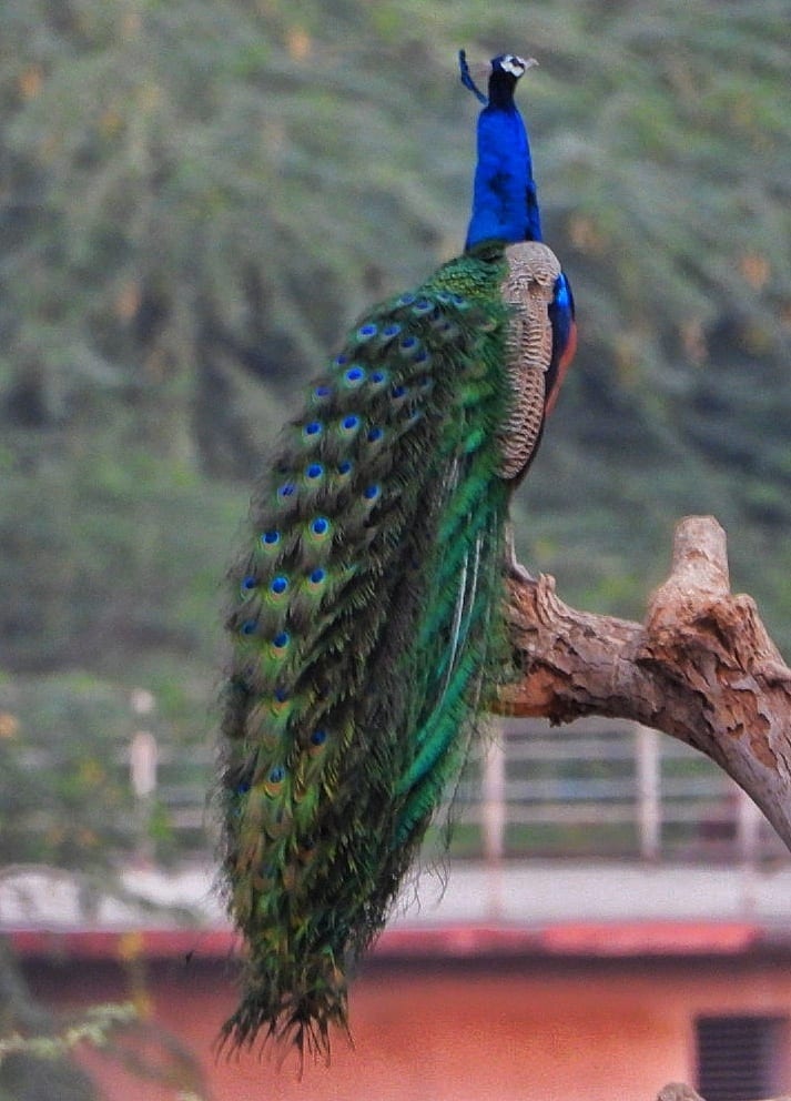 Natural material, Peafowl, Bird, Phasianidae, Beak, Organism, Galliformes, Feather