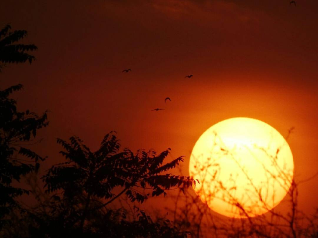 Natural landscape, Sky, Atmosphere, Afterglow, Amber, Bird, Branch, Orange, Plant, Dusk
