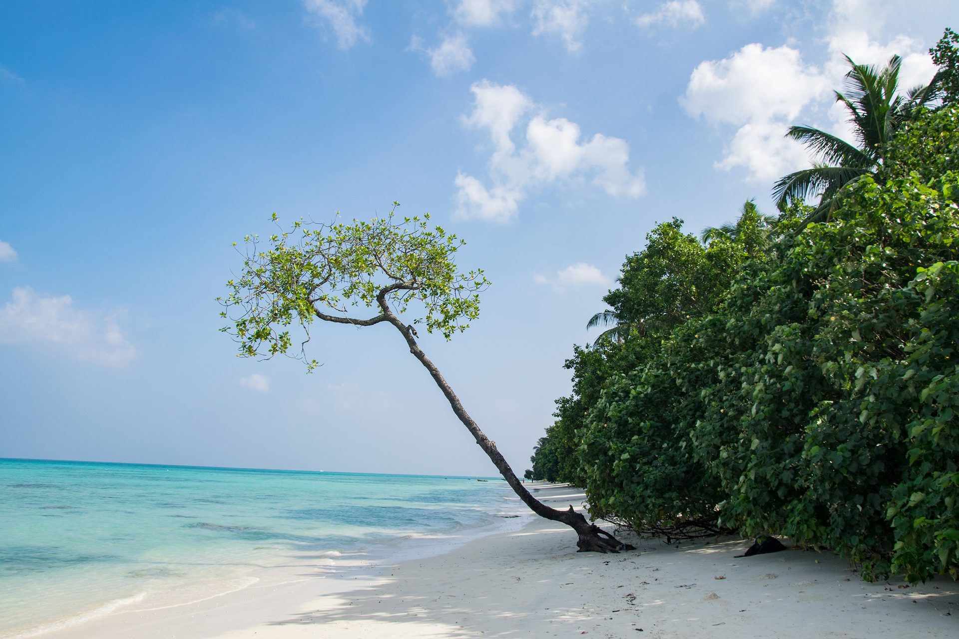 Natural landscape, Cloud, Sky, Water, Daytime, Beach, Tree, Arecales