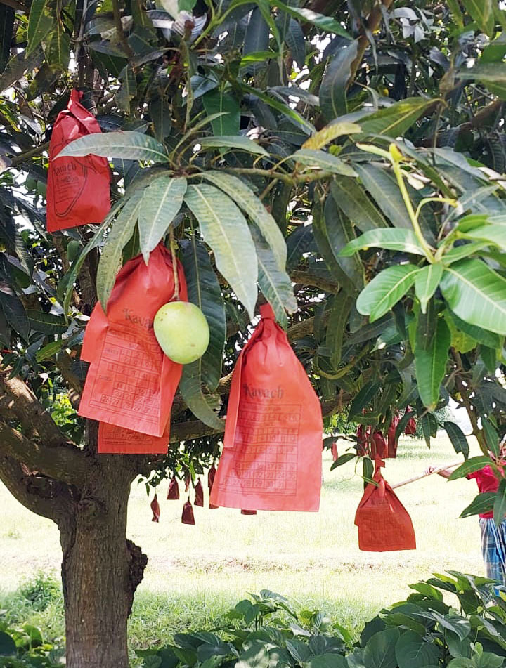Green mango hanging from a tree, protected by red bags, amidst lush green leaves in an orchard.