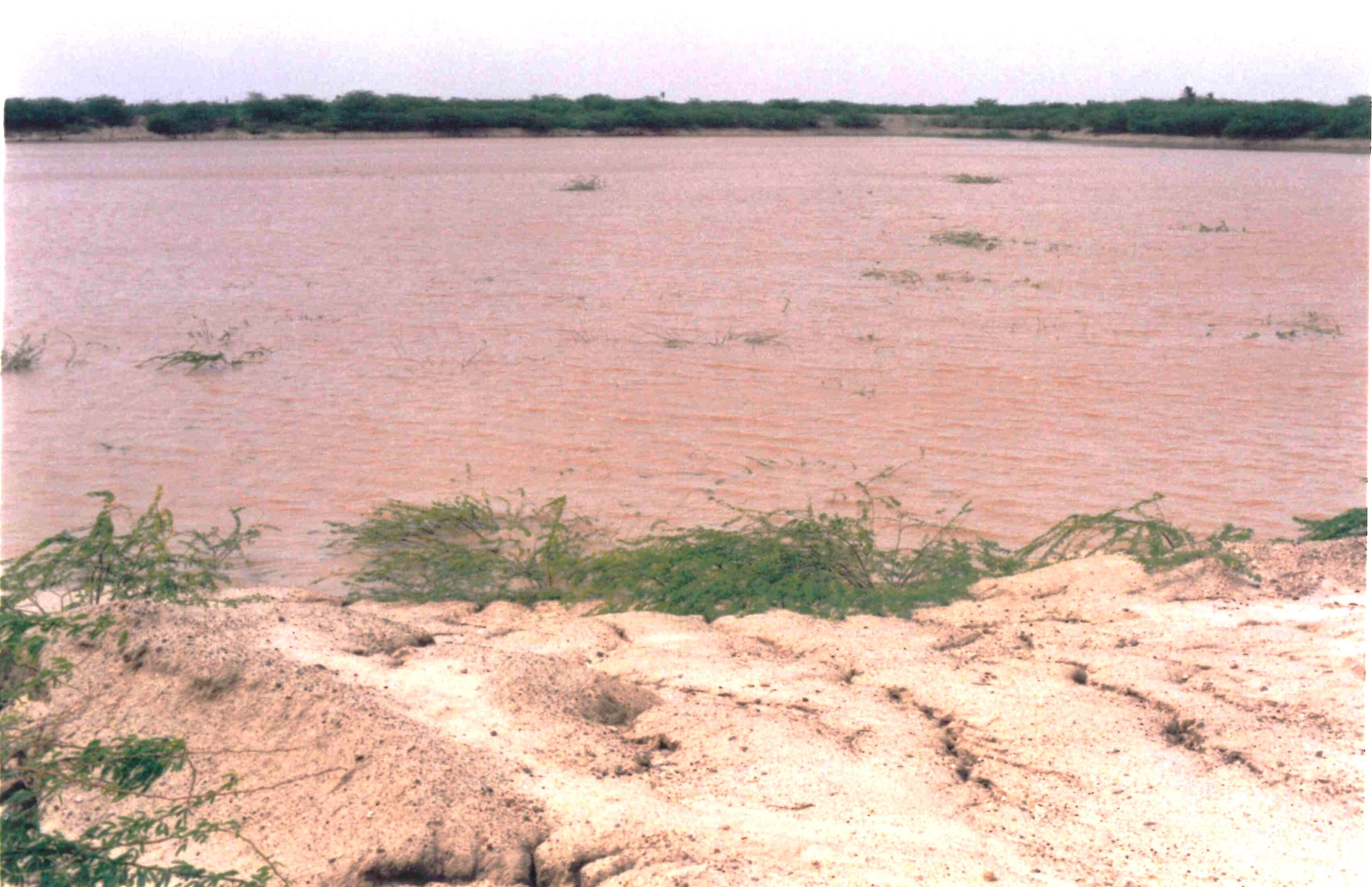 Muddy pond/river with sandy banks and sparse green vegetation, bordered by a distant treeline.