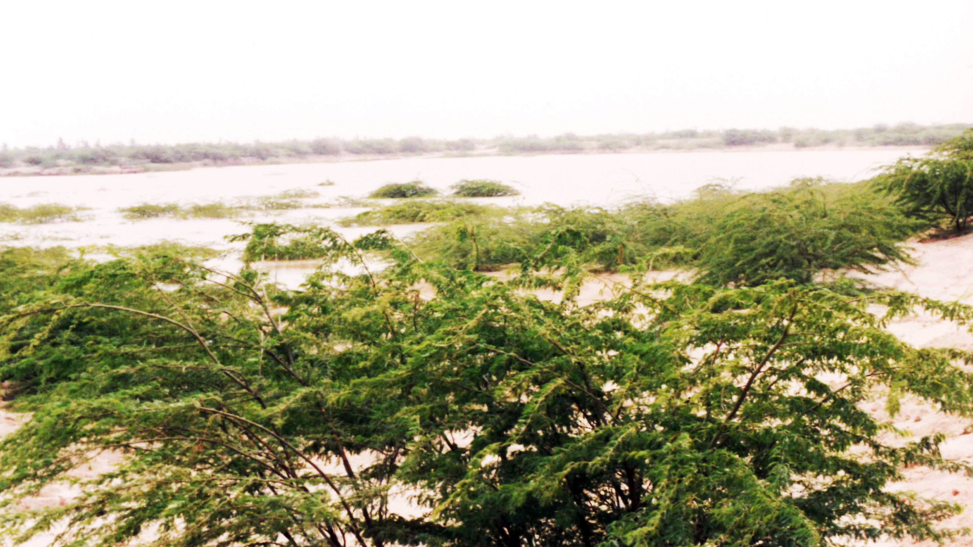 Overcast view of murky water with dense green shrubs and trees, some submerged.