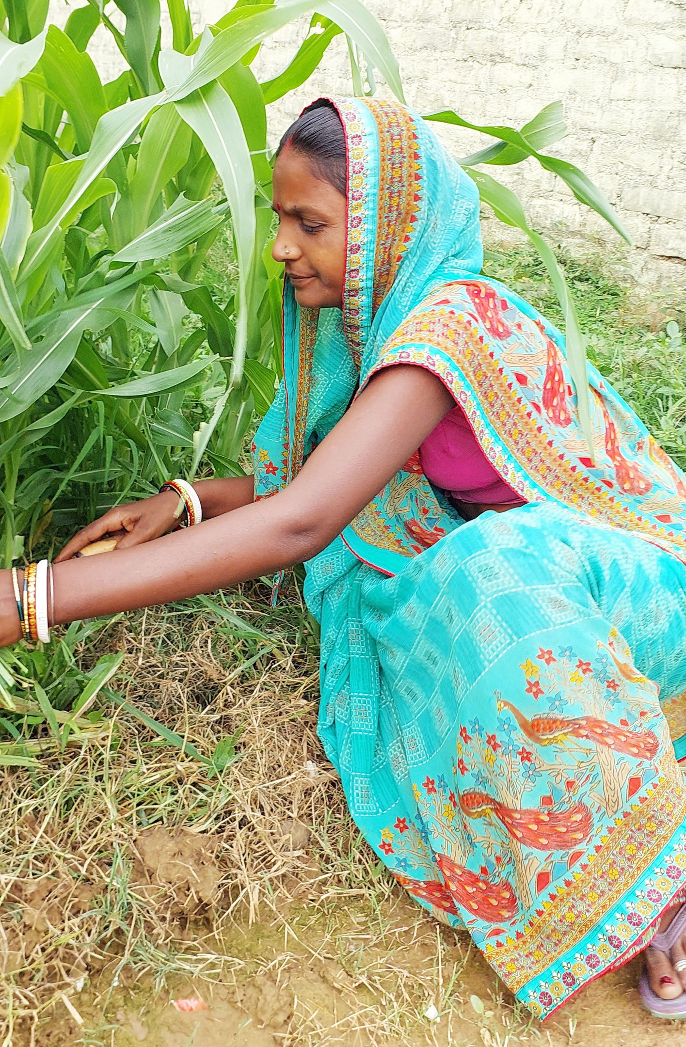 An Indian woman in a blue sari tending to green crops in a field.