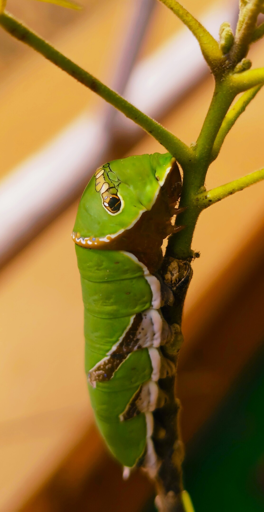 A vibrant green caterpillar with white markings and prominent eyespots on a thin branch.