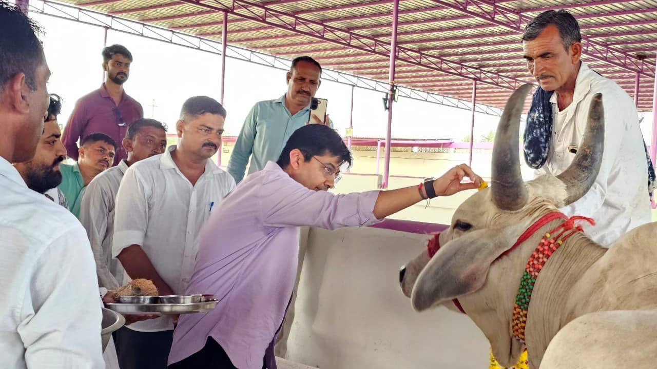 A man in a purple shirt applies a mark to a bull's forehead, surrounded by other men observing the ritual.
