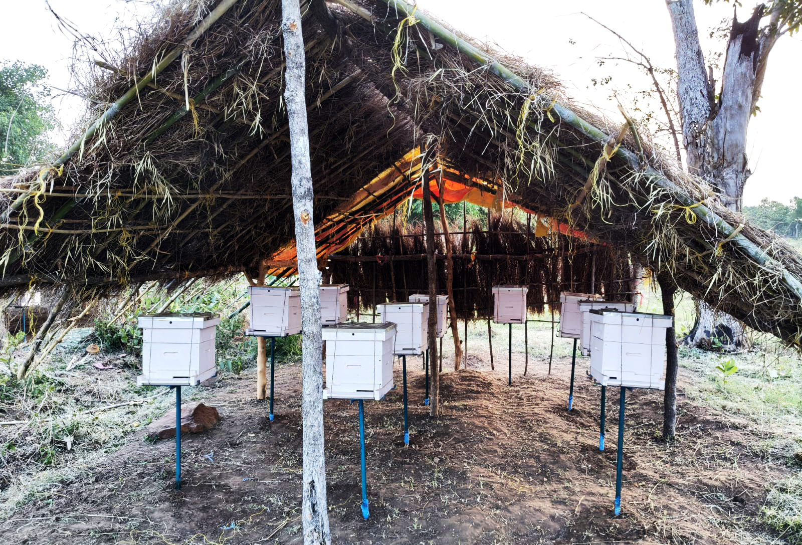 Numerous white beehives housed under a large thatched roof shelter in a rural setting.