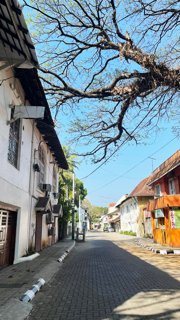 A paved street lined with old buildings under a clear sky, shaded by a large tree with bare branches.