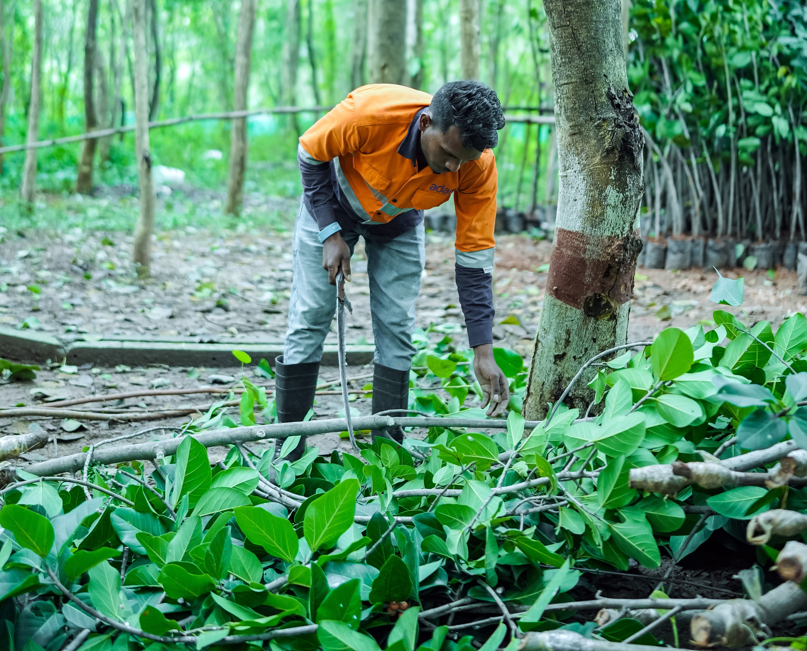 A man in an orange hi-vis shirt tends to green plant cuttings on the ground in a forest nursery.