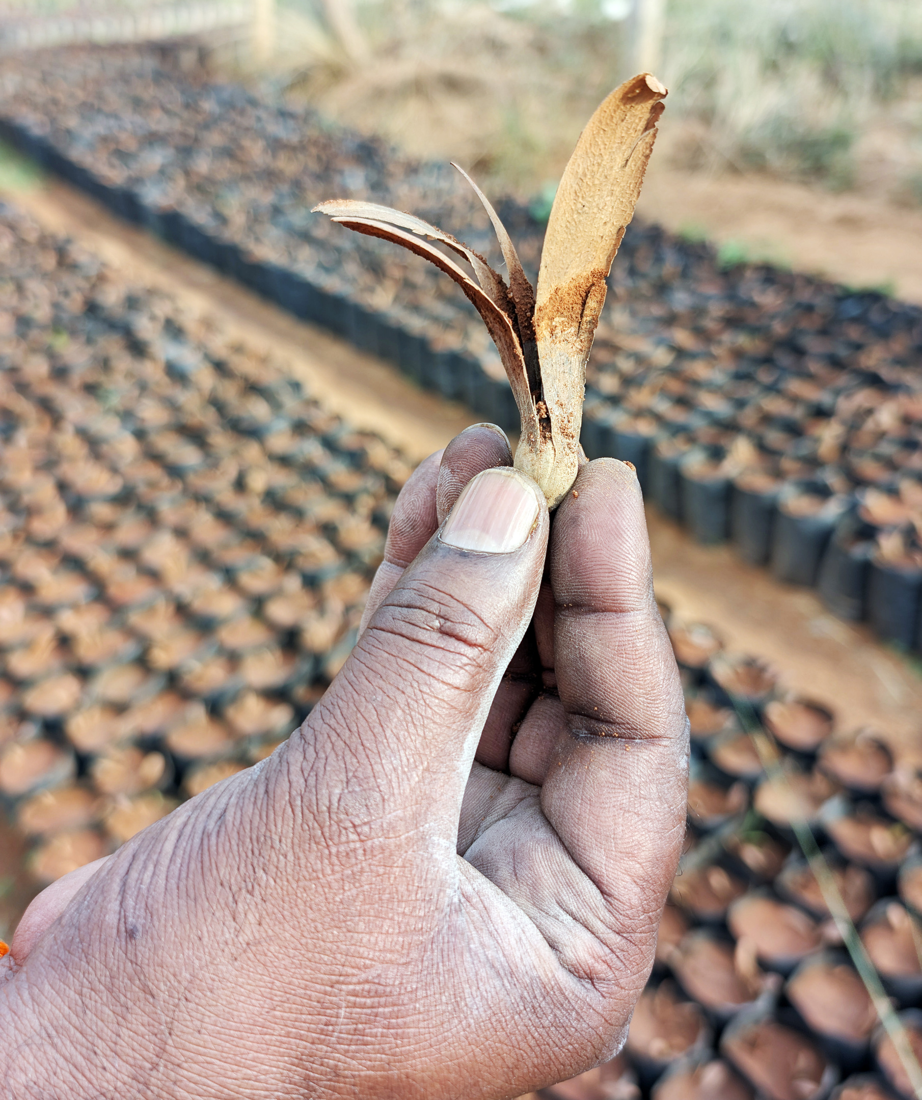 A hand holds a winged seed, with rows of seedling bags blurred in the background.