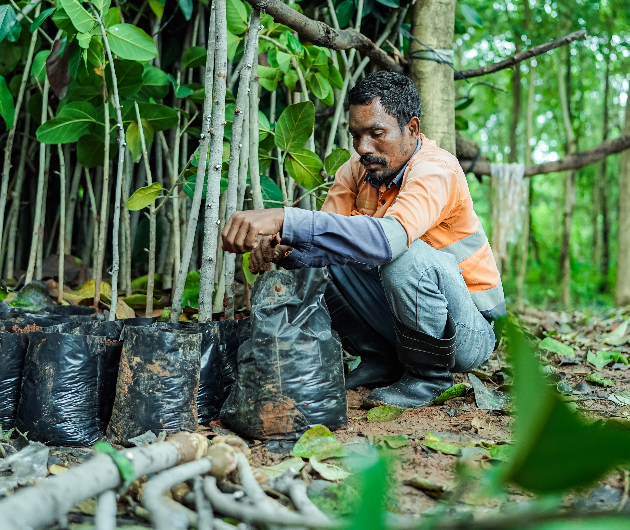 Man in work clothes tending to tree saplings in a forest nursery, preparing them for planting.