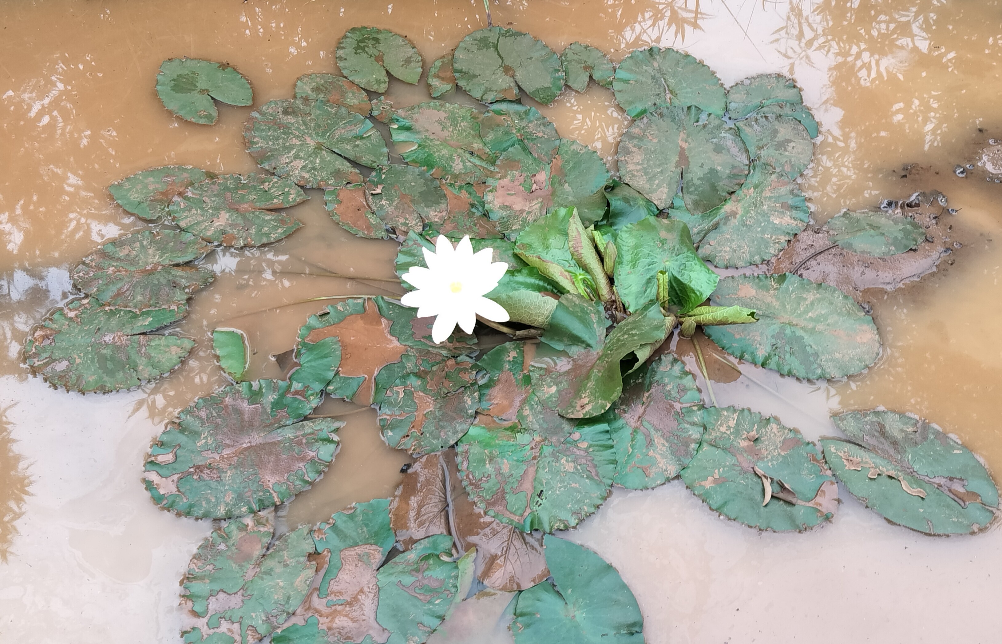 A white water lily blooms amidst numerous lily pads in muddy brown water, seen from above.