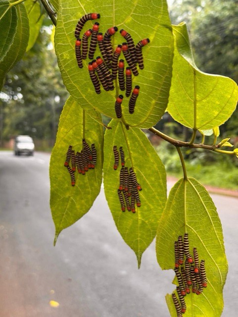 Clusters of black and red striped caterpillars covering vibrant green leaves, with a blurred road in the background.