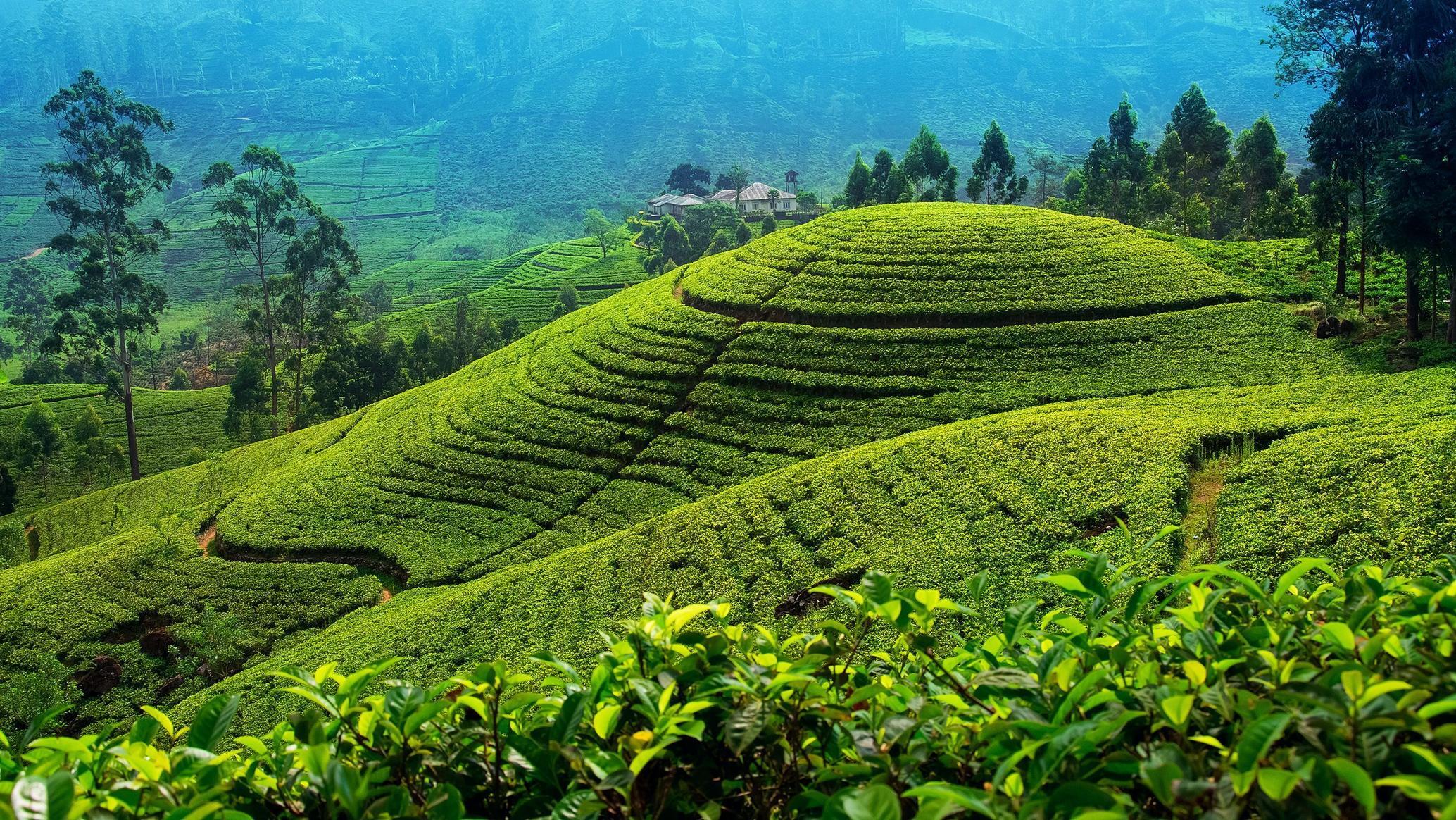 Vast terraced green tea plantations on rolling hills under a hazy blue sky, with a house visible in the distance.