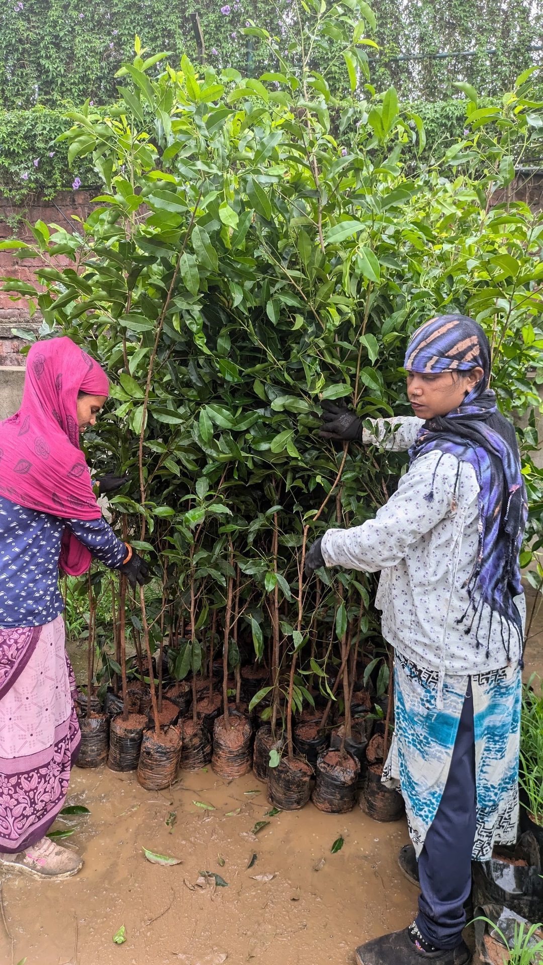 People in nature, Plant, Leaf, Botany, Vegetation, Agriculture